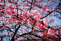 Plum Blossoms, Yoyogi Park 2